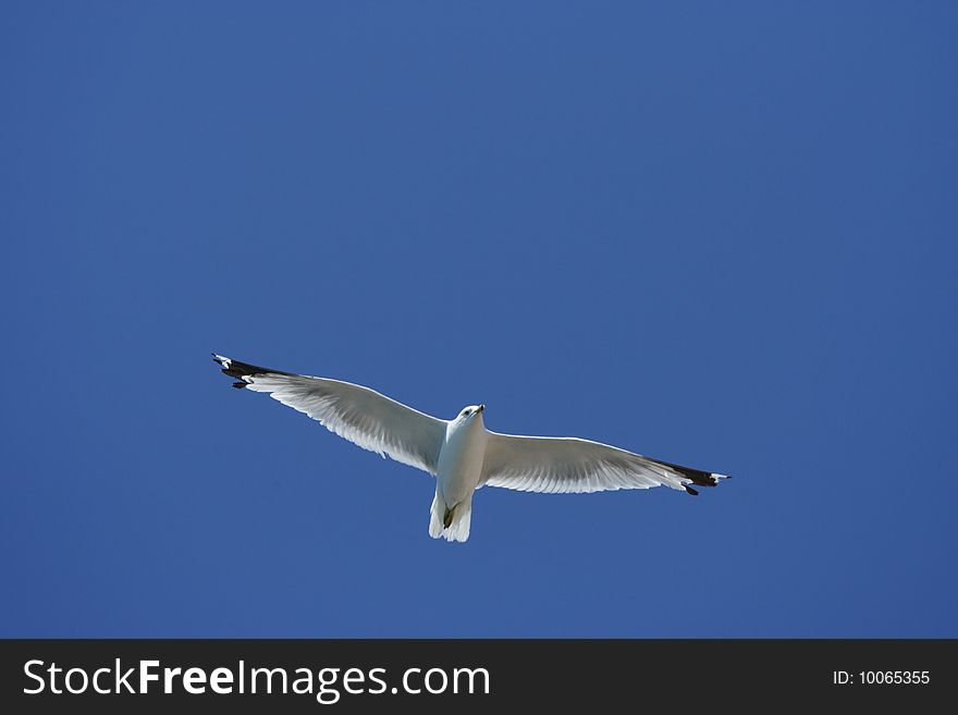 This gull was flying near Navy Pier in Chicago. This gull was flying near Navy Pier in Chicago