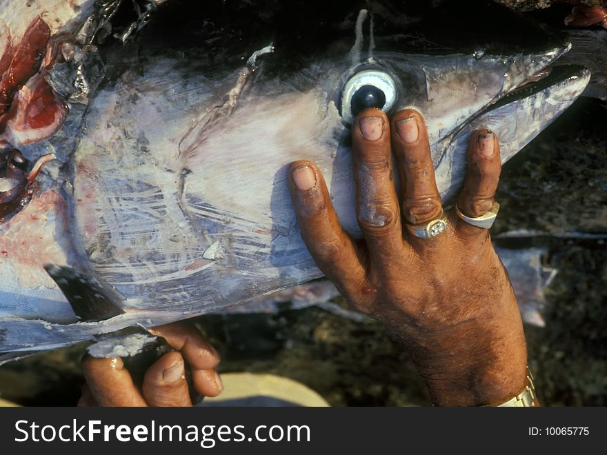 The rough worn hands of a local Cayman Island fisherman uses his knife to filet a barracuda after a hard day of fishing. The barracuda appears to be watching. The rough worn hands of a local Cayman Island fisherman uses his knife to filet a barracuda after a hard day of fishing. The barracuda appears to be watching.