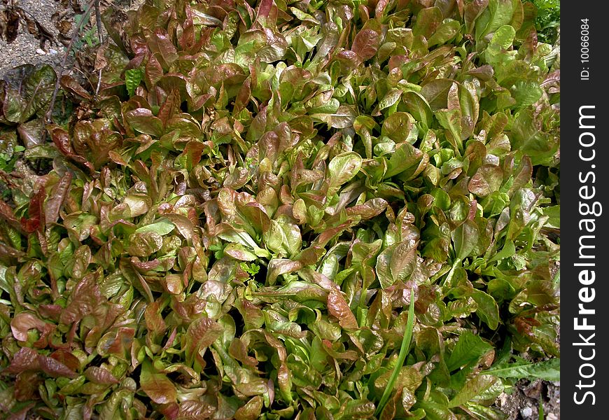 Leaves Of Salad