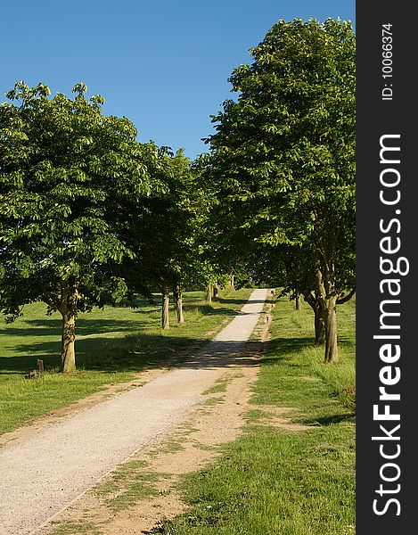 Pathway through the trees to reach the final destination landscape meadow countryside idyllic scenic pleasant field meadow