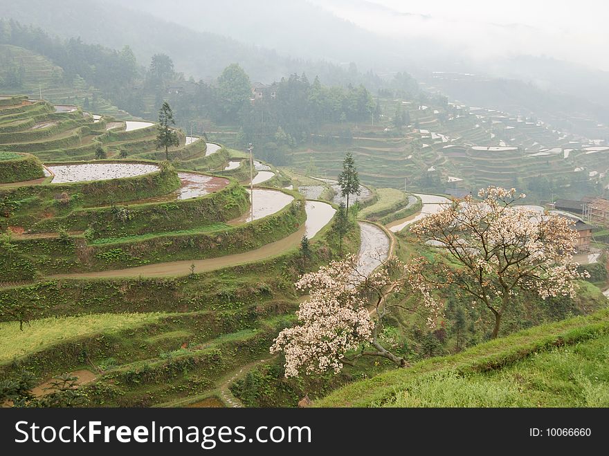 Terrace field scenery in guizhou china