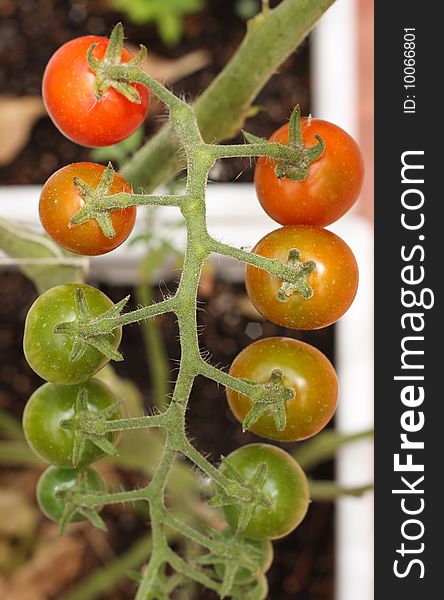 Cherry tomatoes at different ripening stages
