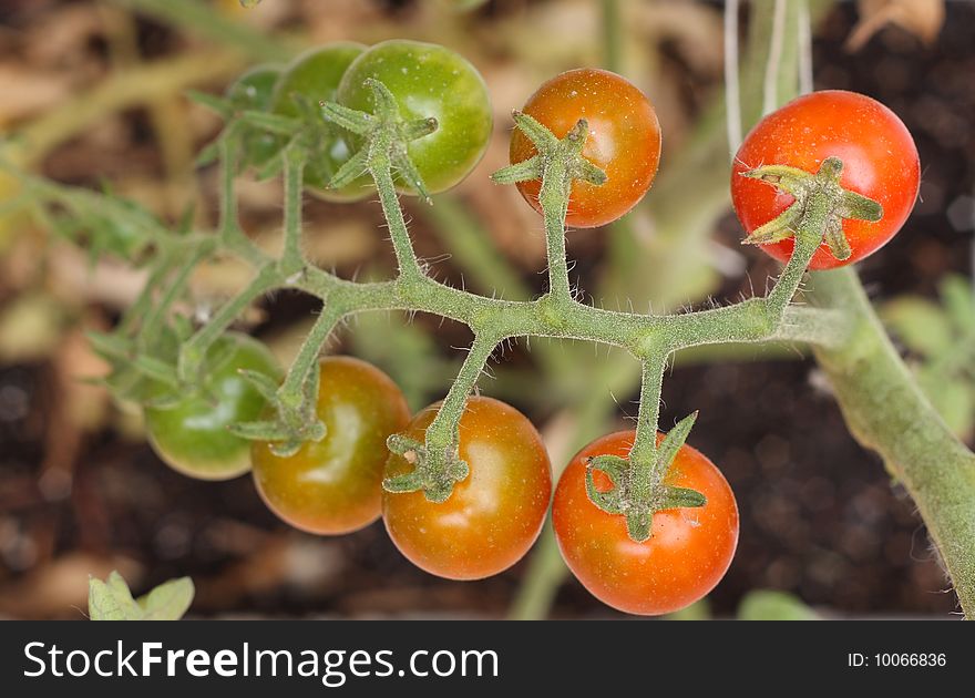 Cherry tomatoes at different ripening stages
