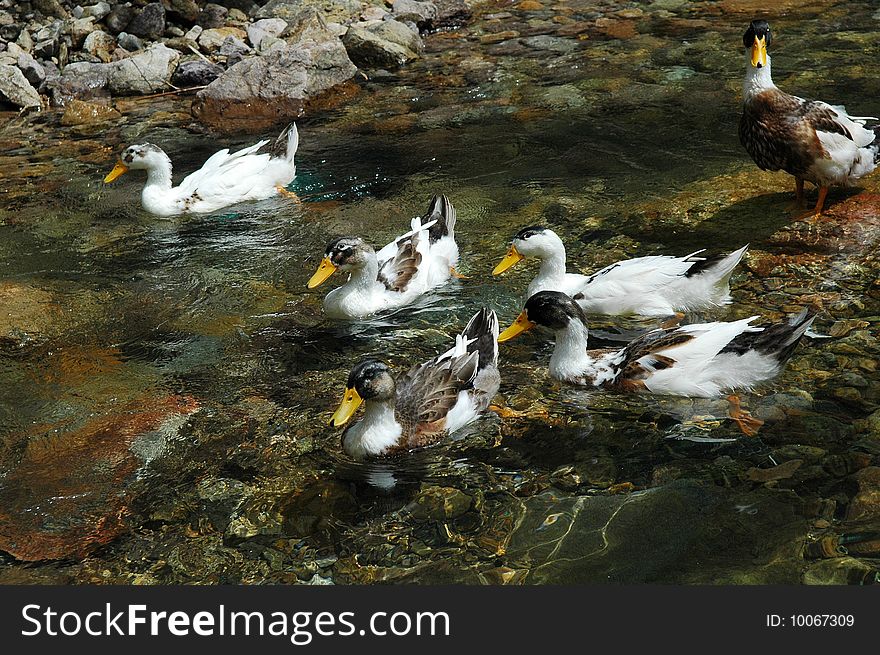 A herd of ducks look for food in the brook.