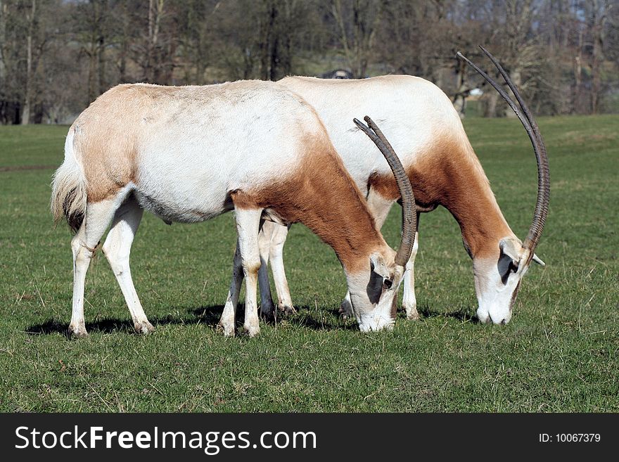 Scimitar-horned oryx in a zoo. Scimitar-horned oryx in a zoo