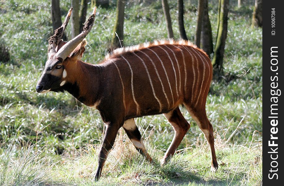 Bongo Antelope 2