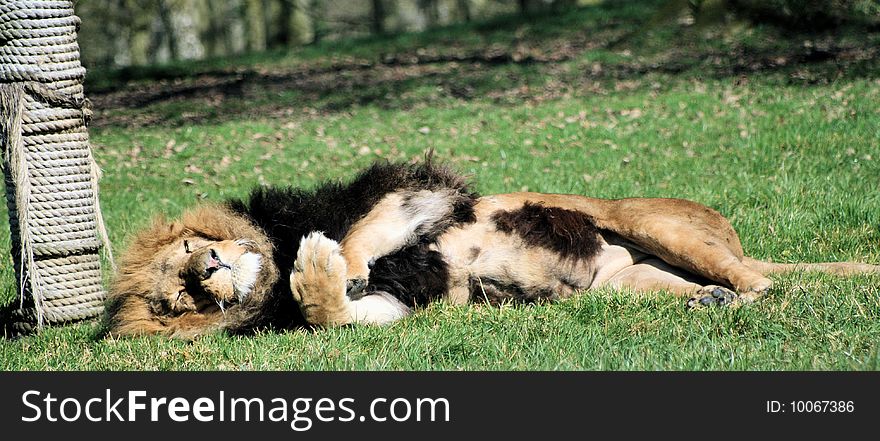 Male lion sleeping in the sun