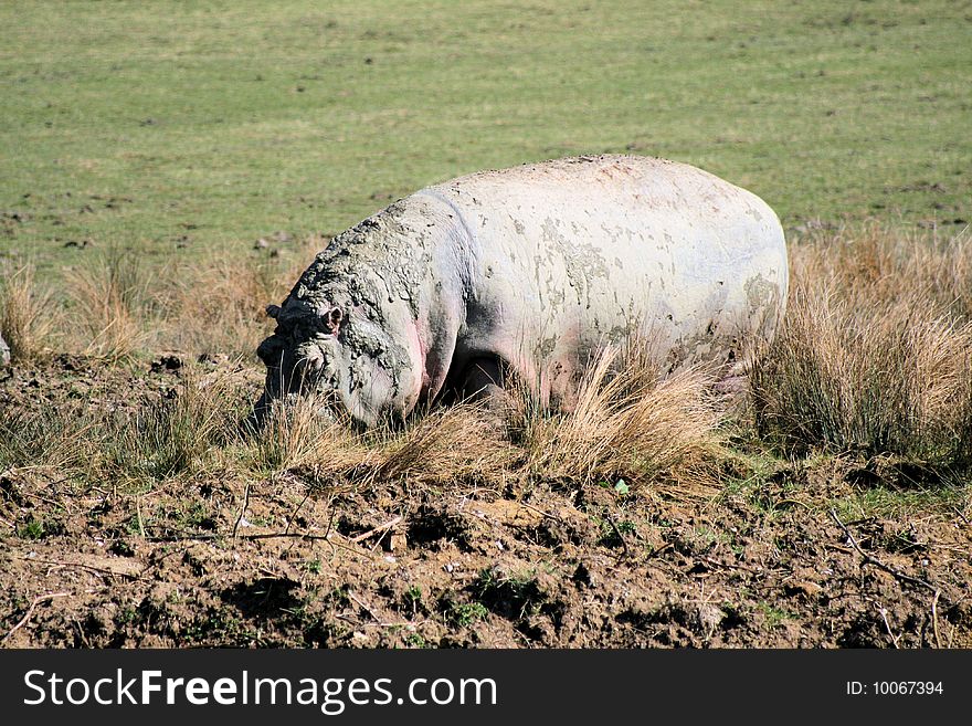Hippopotamus wallowing in mud in a zoo. Hippopotamus wallowing in mud in a zoo