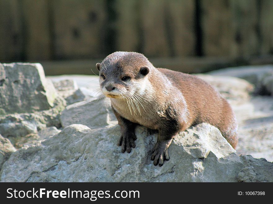 Otter searching for food on rocks. Otter searching for food on rocks