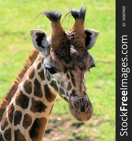 Closeup of head of Giraffe. Closeup of head of Giraffe