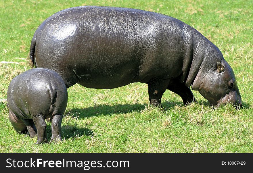 Pygmy Hippopotamus and her baby. Pygmy Hippopotamus and her baby