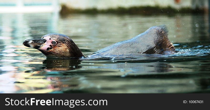 Single penguin floating on water. Single penguin floating on water