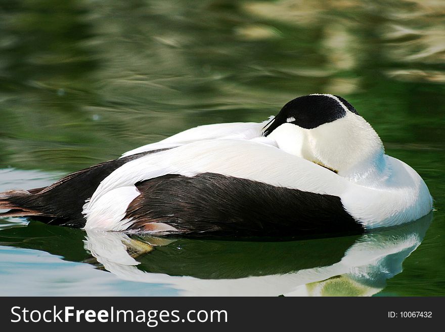 Eider duck asleep on a pond