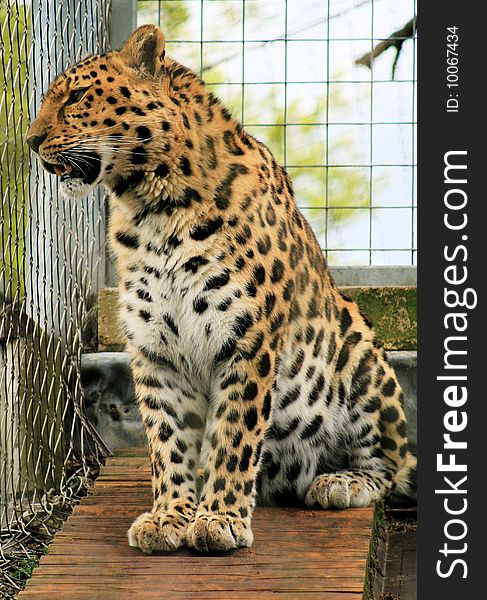 Closeup of leopard in zoo. Closeup of leopard in zoo