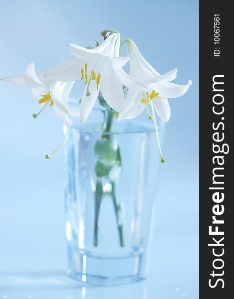 Three white lilies on glass at blue background