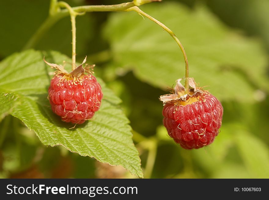 Two red riped berries on rastberry bush