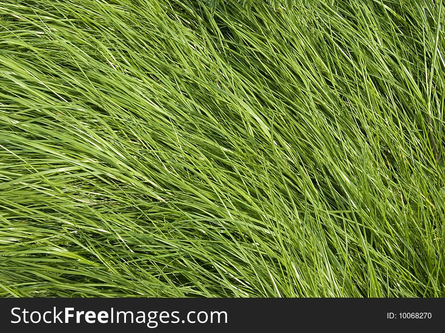 Texture of long grass growing in meadow. Texture of long grass growing in meadow