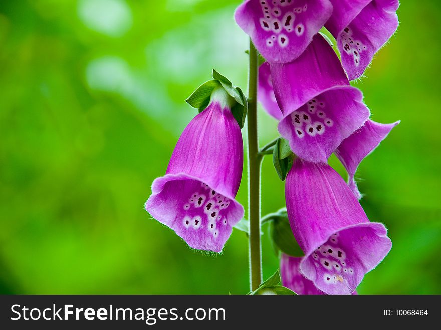 Beautiful flowers on green nature background