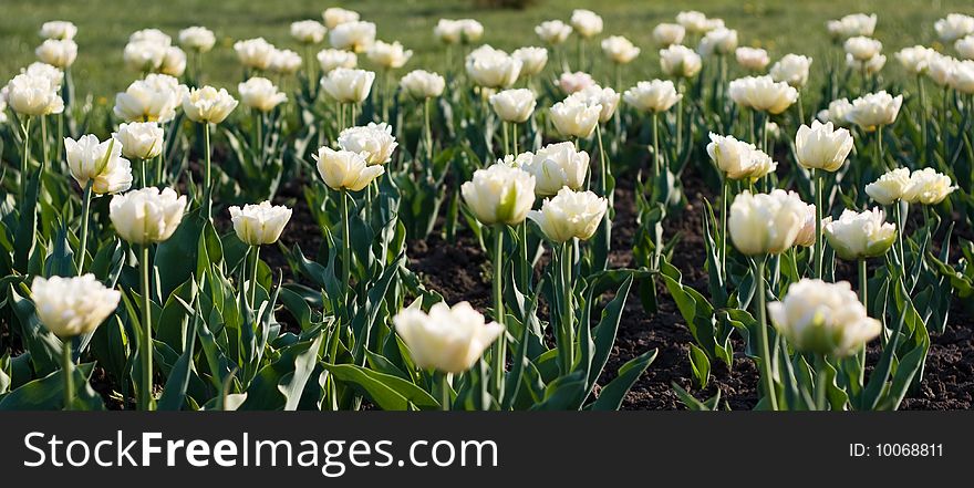 Many beautiful white tulips with green leaf