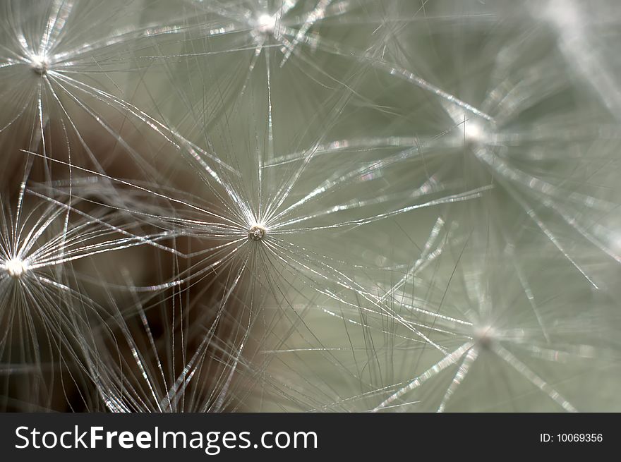 Dandelion on a dark blue background