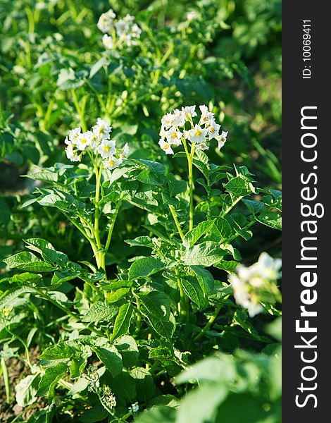 Flowers of potato are in the field