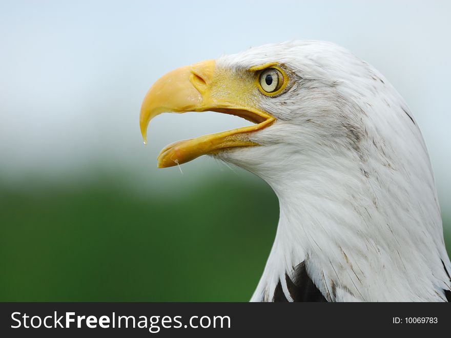 Close-up of an american bald eagle