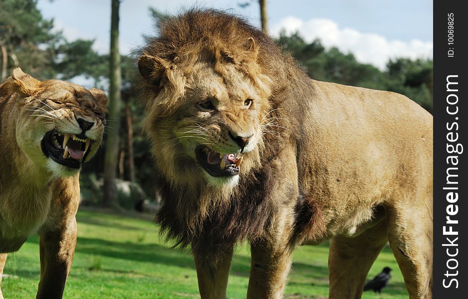Close-up of a big angry African male and female lion. Close-up of a big angry African male and female lion