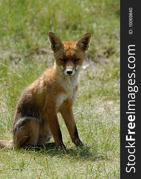 A Beautiful Fox (Vulpes Vulpes)