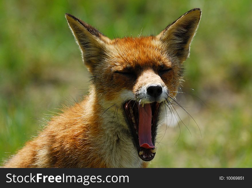 A beautiful fox (Vulpes vulpes) showing its teeth in the sand dunes of the netherlands