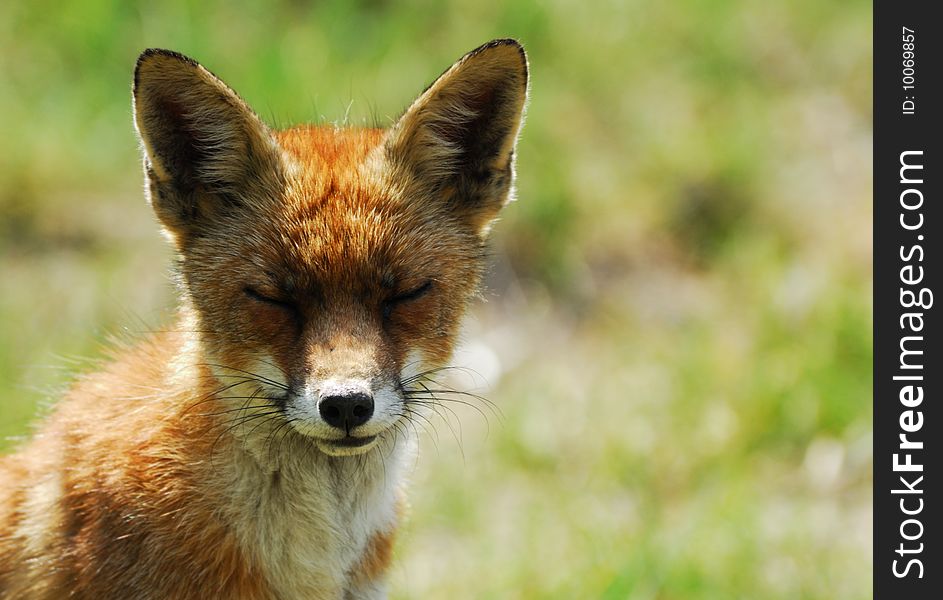 A Beautiful Fox (Vulpes Vulpes)