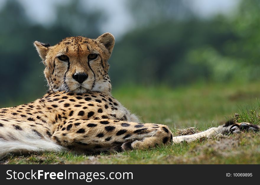 Close-up of a beautiful cheetah (Acinonyx jubatus)