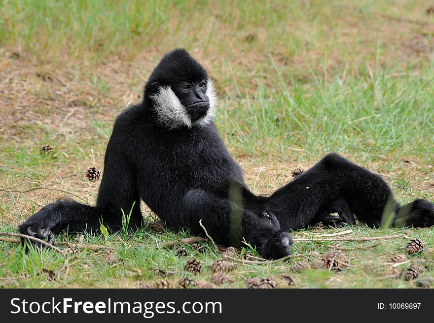 Male White-cheeked gibbon (Nomascus leucogenys) in a funny pose