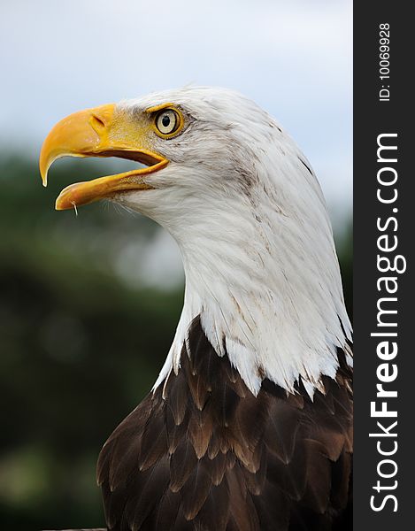 Close-up of an american bald eagle