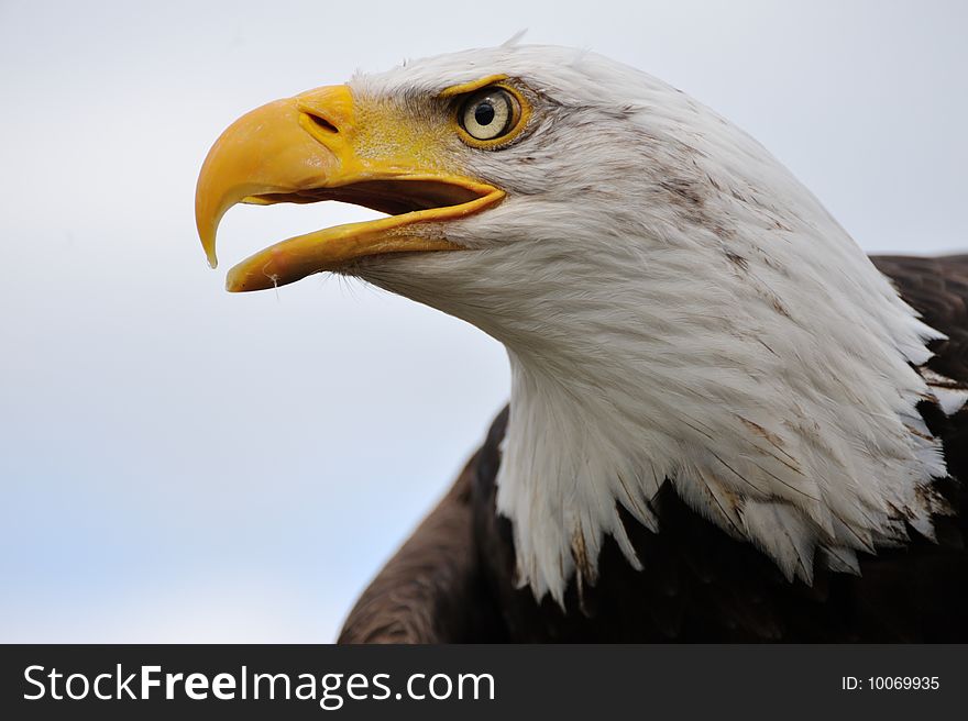 Close-up of an american bald eagle