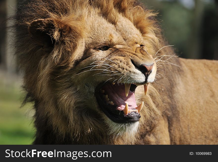 Close-up of a big angry African male lion. Close-up of a big angry African male lion