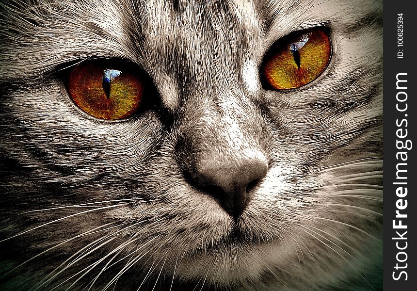 Cat, Whiskers, Eye, Mammal