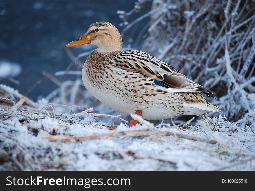 Bird, Duck, Water Bird, Mallard