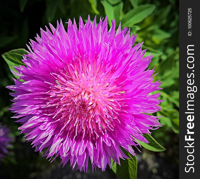 Flower, Purple, Thistle, Plant