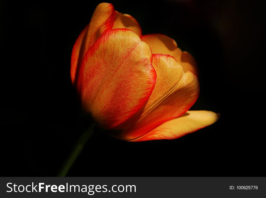 Flower, Red, Bud, Macro Photography