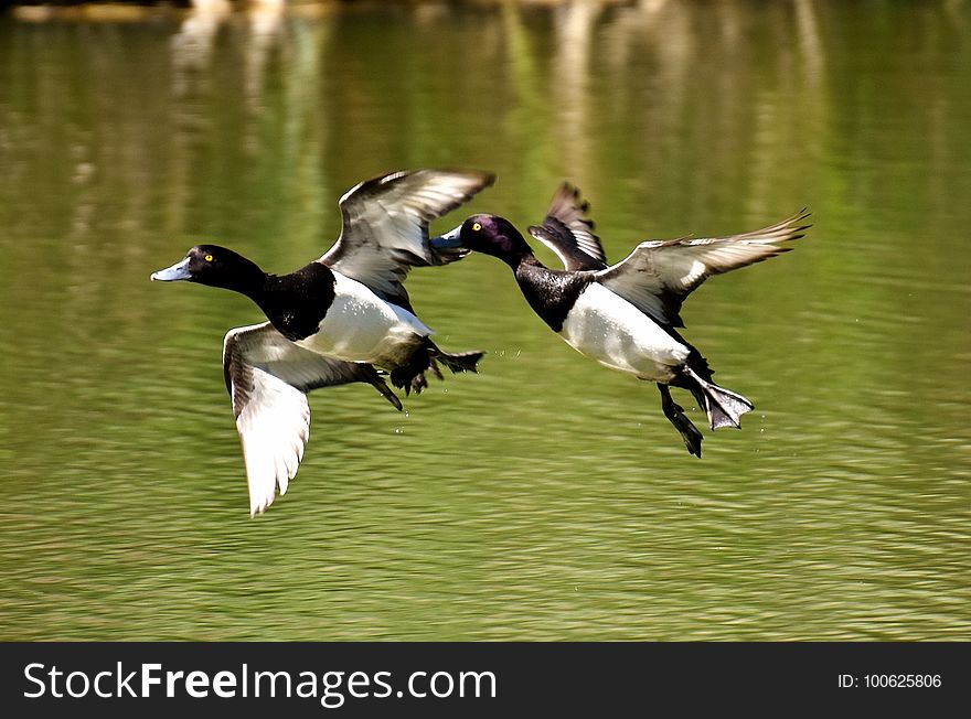 Bird, Duck, Fauna, Water Bird