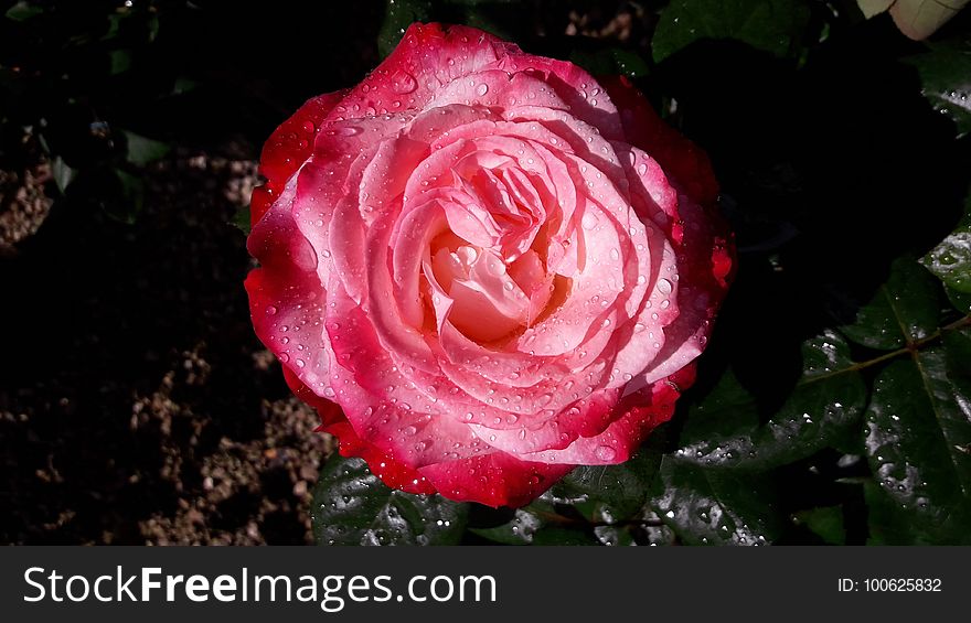 Rose, Flower, Rose Family, Pink