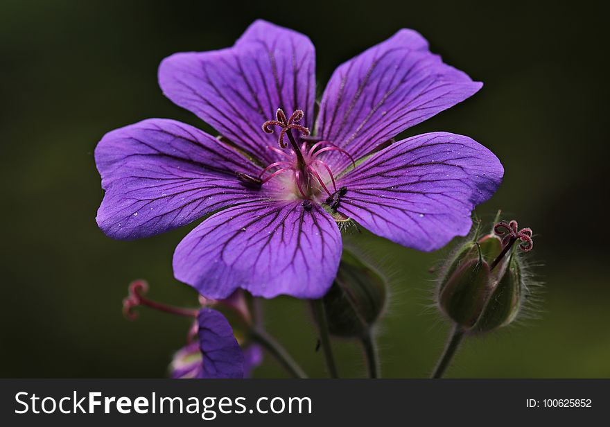 Flower, Flora, Purple, Plant