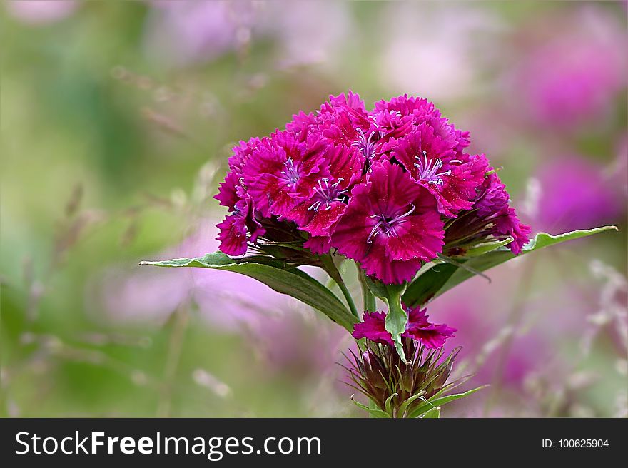 Flower, Pink, Plant, Flora