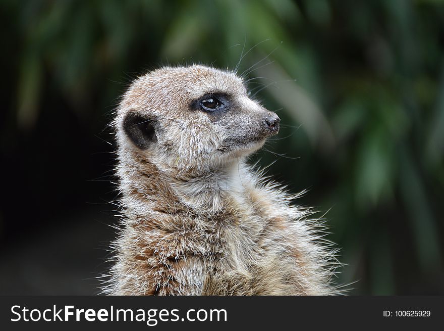 Meerkat, Mammal, Fauna, Whiskers