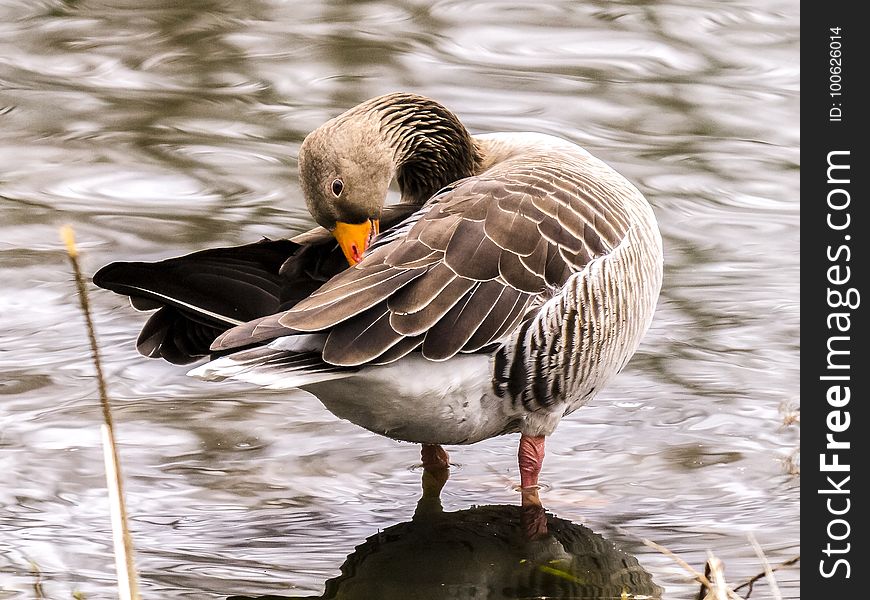 Bird, Duck, Water, Water Bird