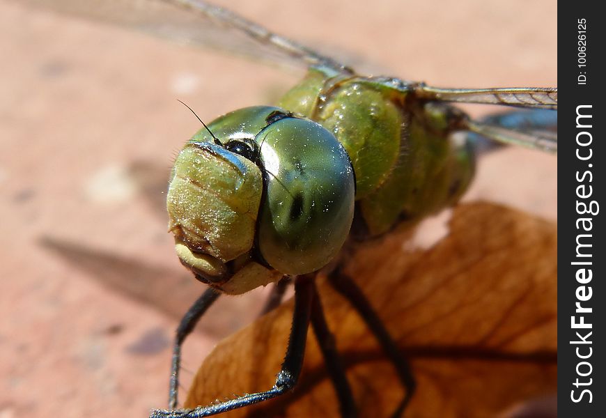 Insect, Invertebrate, Dragonflies And Damseflies, Dragonfly