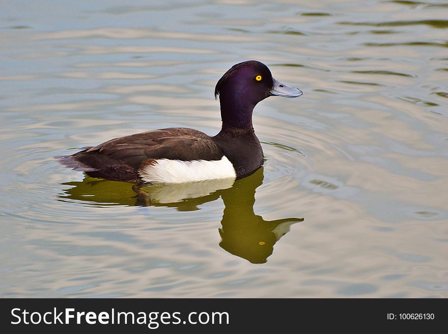 Bird, Duck, Water, Water Bird