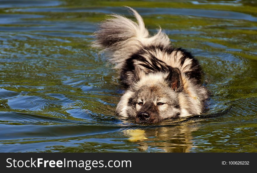 Dog Breed Group, Wildlife, Water, Snout