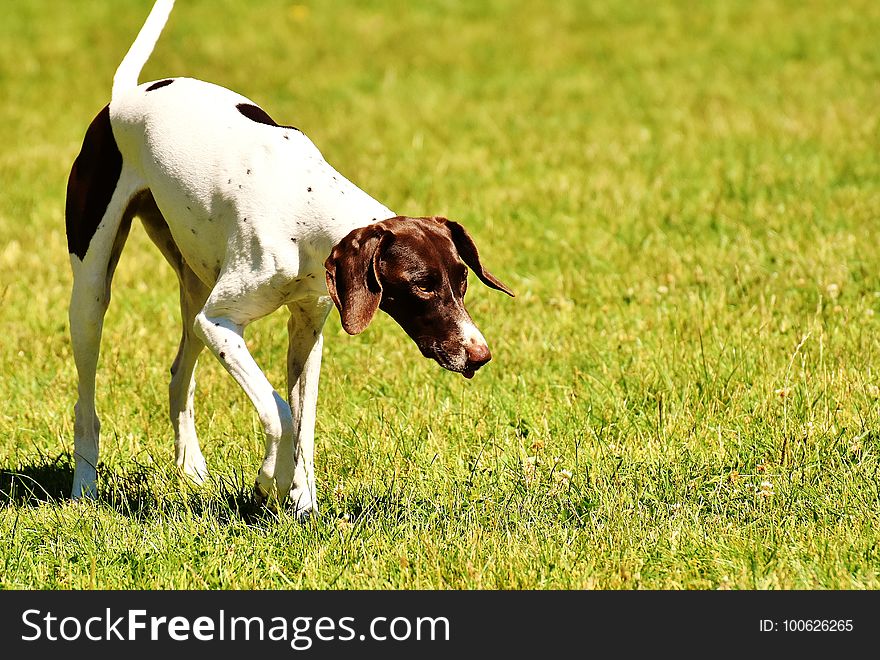 Dog Breed, Grass, Old Danish Pointer, Pointer