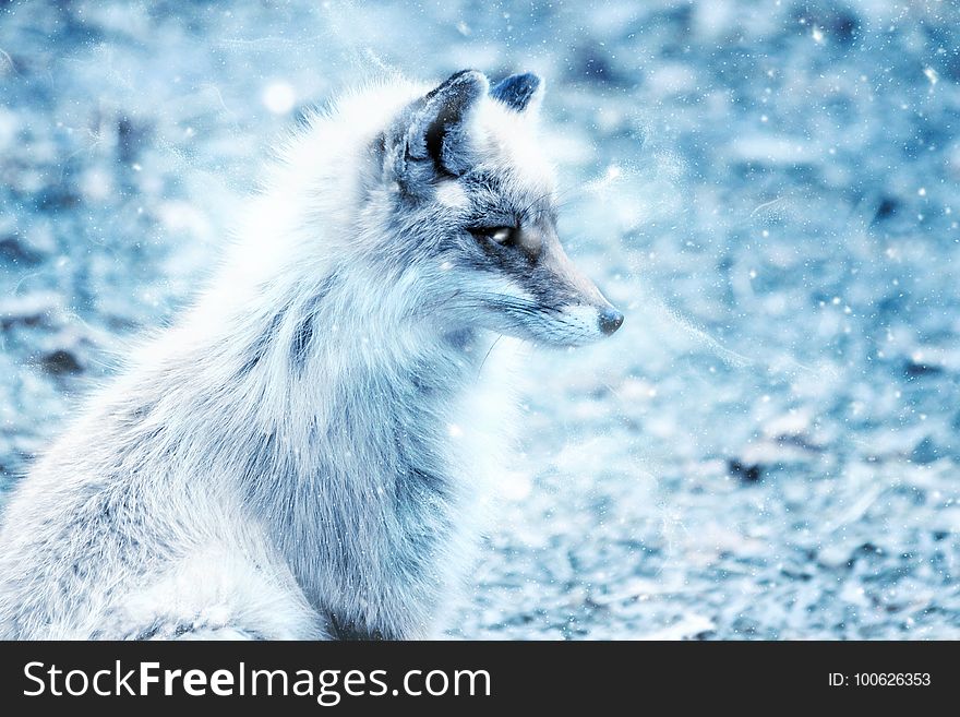 Wildlife, Mammal, Fox, Fauna